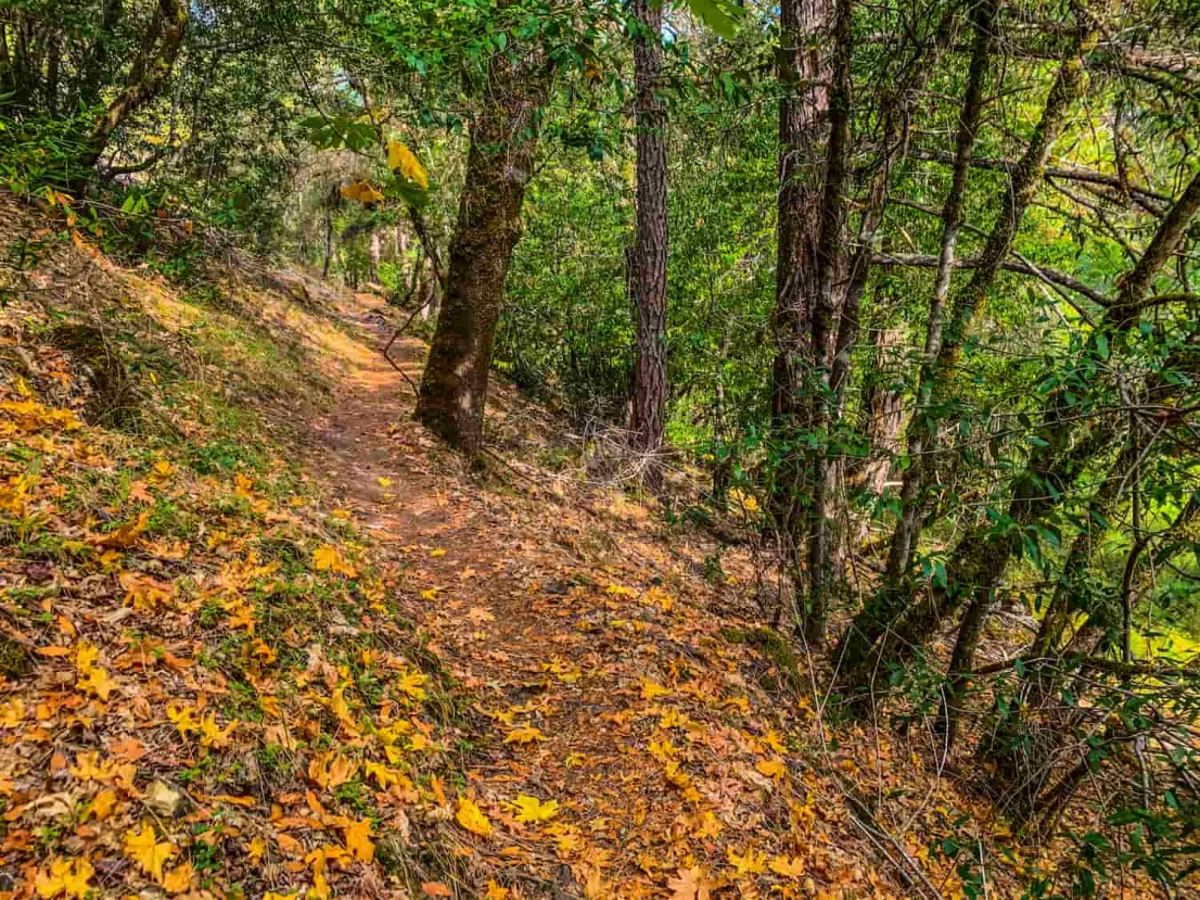 The Rogue River Trail