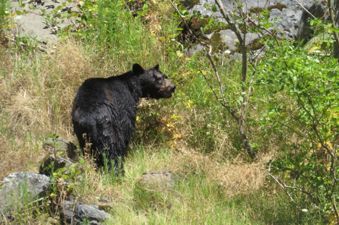 A black bear on the Rogue River